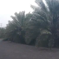 اجاره نخیلات مثمر و جوان