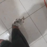 گربه