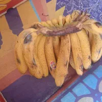 موزهندی رسیده وشیرین