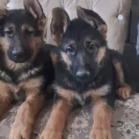 توله ژرمن سه ماهه|سگ|مشکین‌دشت, |دیوار