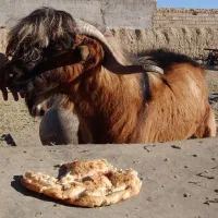 فروش نر بزجلو کش با شرط ژن چند قلو زایی