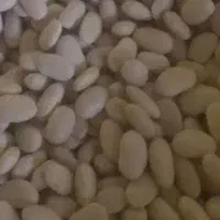 لوبیا سفید بذری