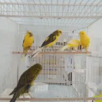 فروش انواع قناری وپرندگان زینتی دان قفس لوازم جانب|پرنده|مشهد, فرهنگیان (شهرک غرب)|دیوار