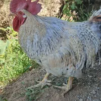 فروش خروس ومرغ تخم گذار