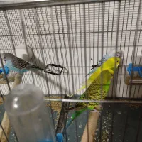 مرغ عشق جفت