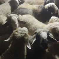 بره پرواری|حیوانات مزرعه|دهدشت, |دیوار