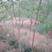 نهال گردو پوست کاغذی و عالی|خدمات باغبانی و درختکاری|بروجرد, |دیوار