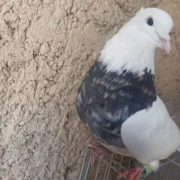 کبوتر|پرنده|شیراز, زیباشهر|دیوار
