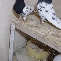 کفتر کله سیاه