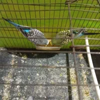 مرغ عشق ماده|پرنده|مشهد, نیزه|دیوار