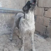 توله سگ قدرجونی چهار ماه