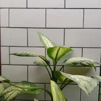 مغازه نقلی وارزان برای سرمایه گذاری