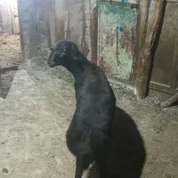 دو راس گوچ قره قیزیل|حیوانات مزرعه|ترکمانچای, |دیوار