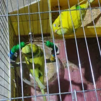 مرغ عشق هلندی با تمام وسایل|پرنده|شیراز, رکن‌آباد|دیوار