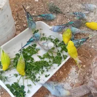 مرغ عشق|پرنده|گنبد کاووس, |دیوار