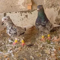 کبوتر هفترنگ دم سفید