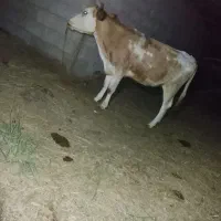 گاو سیمینتال اصل