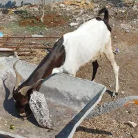 بز تالی پاکستانی آبستن وچپشت پاکستانی رودان|حیوانات مزرعه|بندرعباس, |دیوار