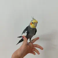 یک جفت عروس هلندی دستی و سخنگو