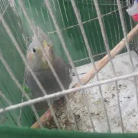 یک جفت عروس هلندی باجوجه معاوضه دارم|پرنده|اسلامشهر, شهرک امام حسین (میان آباد)|دیوار