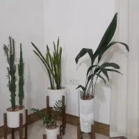 گل طبیعی دیفن سانسوریا عبایی زامفولیا کاکتوس|گل و گیاه طبیعی|مشهد, پنجتن|دیوار