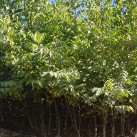 فروش نهال گردو|خدمات باغبانی و درختکاری|الشتر, |دیوار