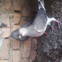 پرنده