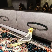 عروس هلندی سخنگو|پرنده|لامرد, |دیوار