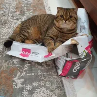 واگذاری سرپرستی اسکاتیش یک جفت|گربه|همدان, |دیوار