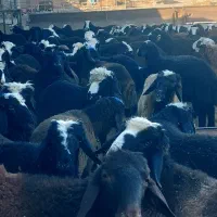 بره نر پای پروار داشتی|حیوانات مزرعه|محمدبار, |دیوار