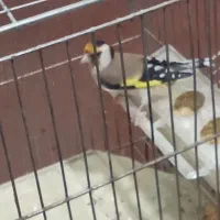 سهره 3عدد و یکی جوجه سهره نر