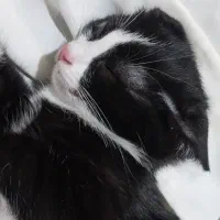 واگذاری سه عدد گربه