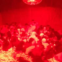 جوجه اردک محلی