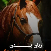 فروش تعدادی اسب همه شجره دار|اسب و تجهیزات اسبسواری|خمینیشهر, |دیوار