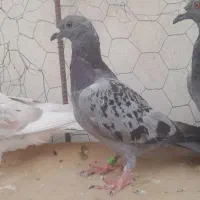 کبوتر المانی پلاکی جوانه|پرنده|گنبد کاووس, |دیوار