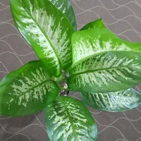 تعدادی گل دیفن باخیا وفیکوس و یشم|گل و گیاه طبیعی|ساوه, |دیوار