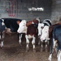 دام سبک سیمینتال هلشتاین پرواری|عمده‌فروشی|شیراز, نارنجستان|دیوار