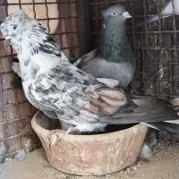 سوسکی دم سفید جفت کاکلی