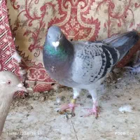 جوجه‌پلاکی‌ یکپر‌وهیچ‌پر‌|پرنده|سوسنگرد, |دیوار