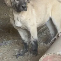 واگذاری دو پژدر نر و ماده|سگ|کرمانشاه, |دیوار