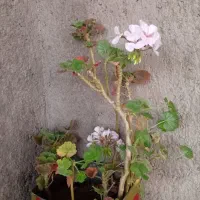 گل و گیاه شاداب|گل و گیاه طبیعی|ابهر, |دیوار