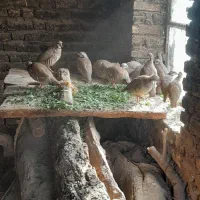 مرغ.|حیوانات مزرعه|نیر (اردبیل), |دیوار