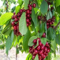 نهال گیلاس و آلبالو|خدمات باغبانی و درختکاری|اشنویه, |دیوار