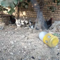 مرغ و خروس گلین اصل|حیوانات مزرعه|بیضا, |دیوار