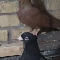 فروش پرنده|پرنده|آبادان, |دیوار