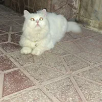 واگذاری گربه پرشین|گربه|مریوان, |دیوار