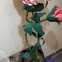 گل مصنوعی|گل مصنوعی|شاهین‌شهر, مخابرات (شهید بهشتی)|دیوار