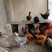 جوجه مرغ و خروس|حیوانات مزرعه|بومهن, |دیوار