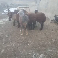 بره (نرو ماده )۷ رس