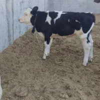 گوساله|حیوانات مزرعه|دره شهر, |دیوار